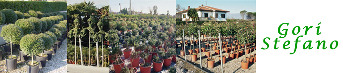 Ligustrum Jonandrum (Delavayanum), Ilex Crenata Convexa, Photinia Red Robin